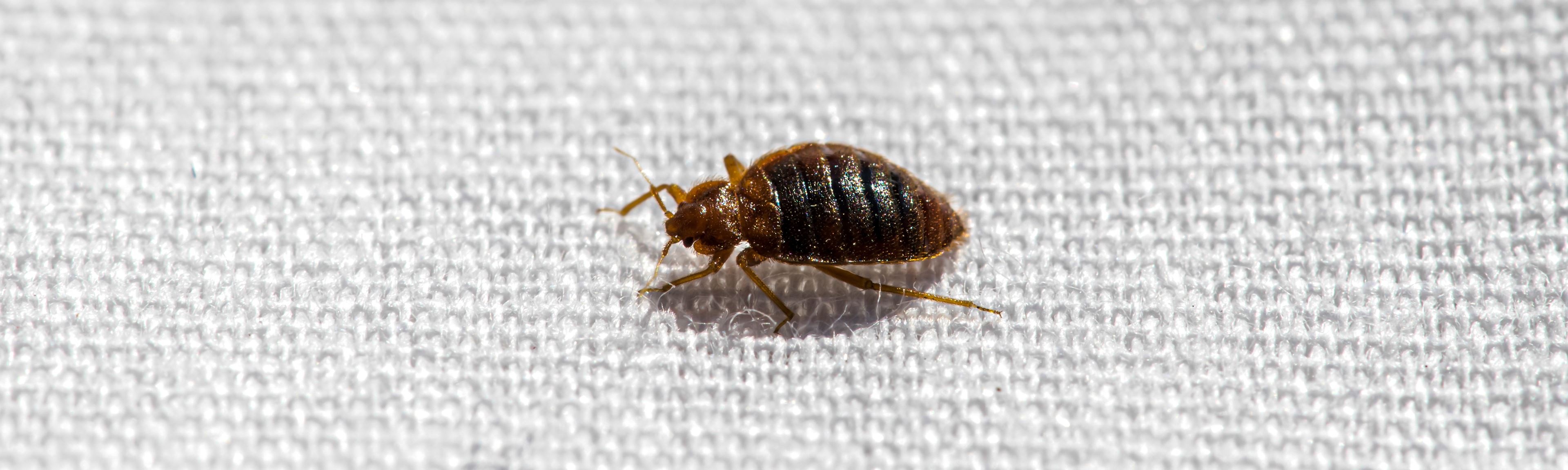 Schädling Schädling