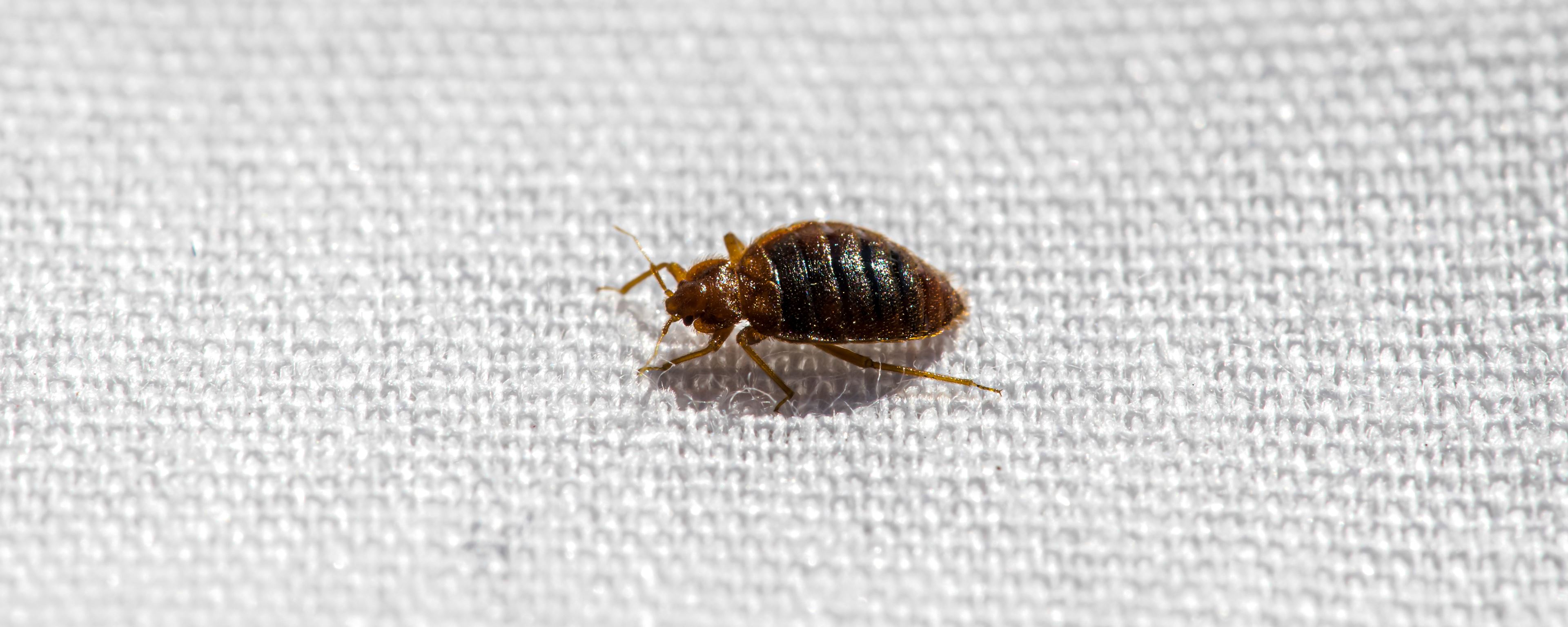 Schädling Schädling