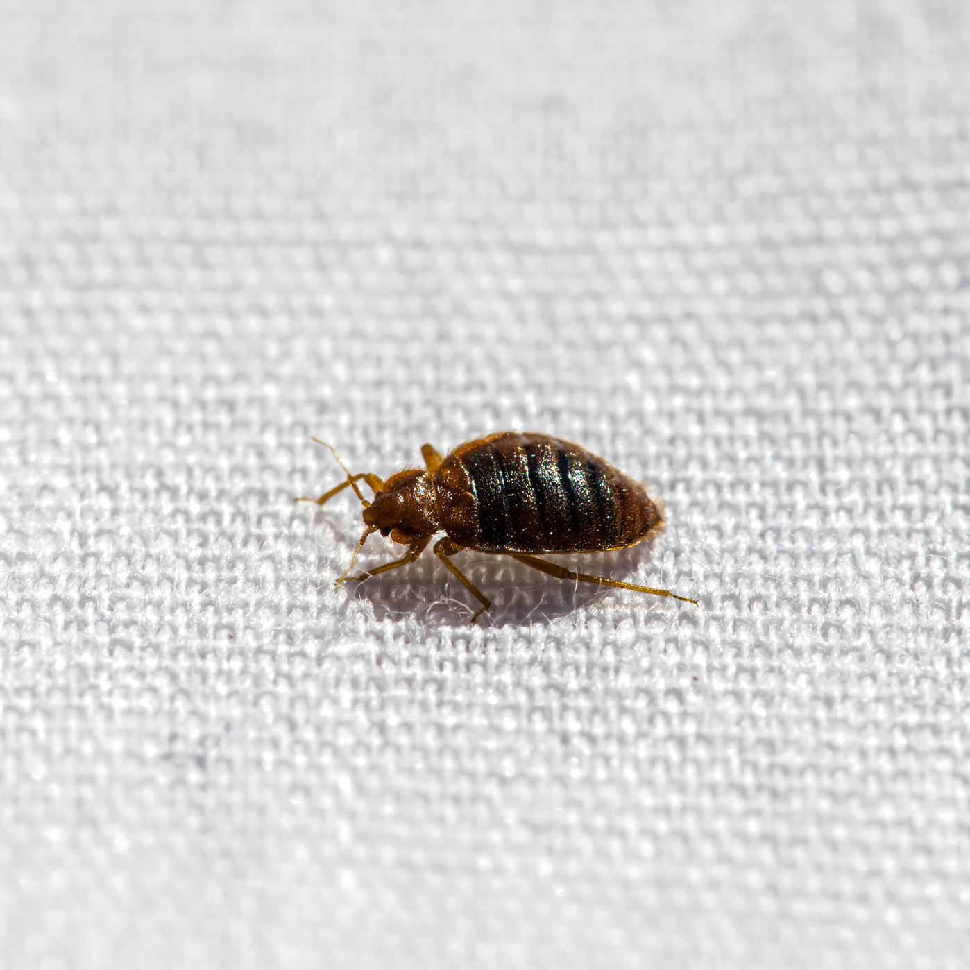 Schädling Schädling